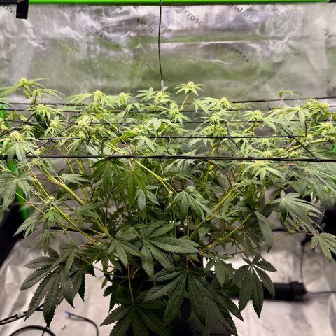 Banana Blast growlog timeline photo