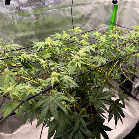 Banana Blast growlog timeline photo