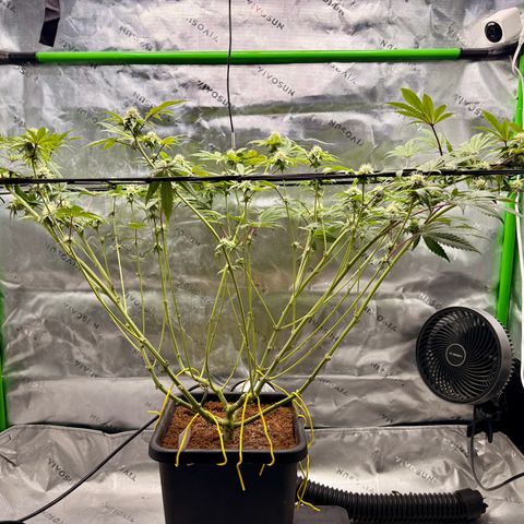 Banana Blast growlog timeline photo