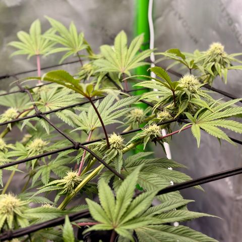 Banana Blast growlog timeline photo