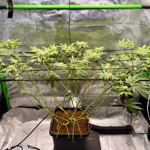 Banana Blast growlog timeline photo