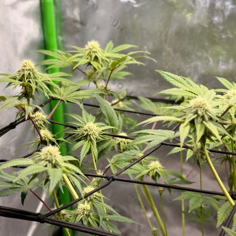 Banana Blast growlog timeline photo