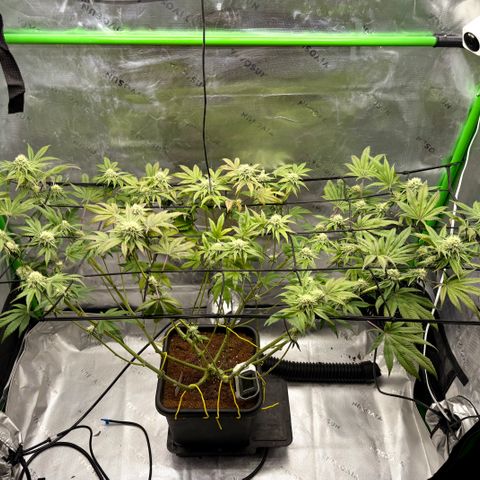 Banana Blast growlog timeline photo