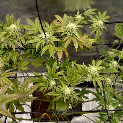 Banana Blast growlog timeline photo