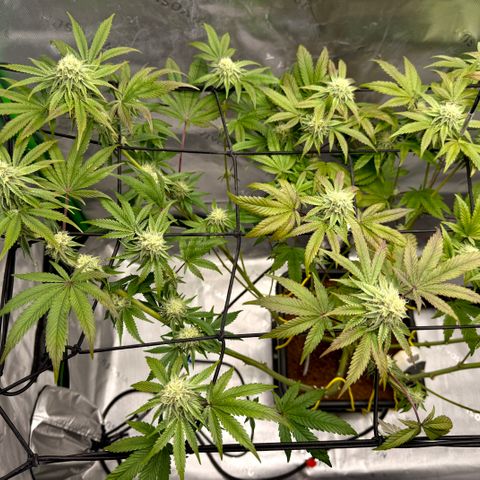 Banana Blast growlog timeline photo