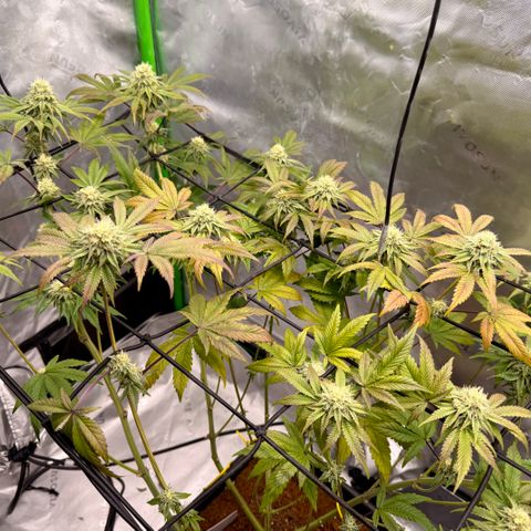 Banana Blast growlog photo: Multiverse Beans Banana Blast starting to show beautiful senescence fade in flower