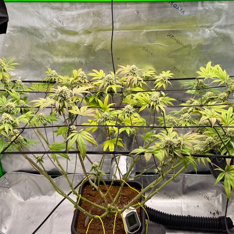 Banana Blast growlog timeline photo