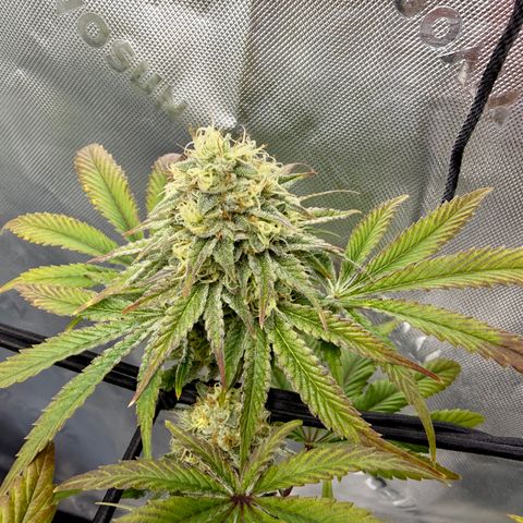 Banana Blast growlog timeline photo