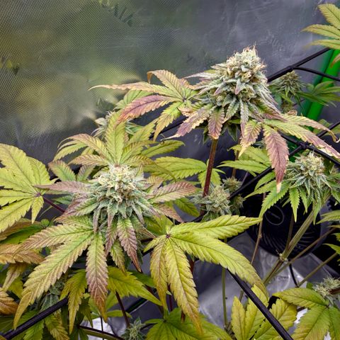 Banana Blast growlog timeline photo