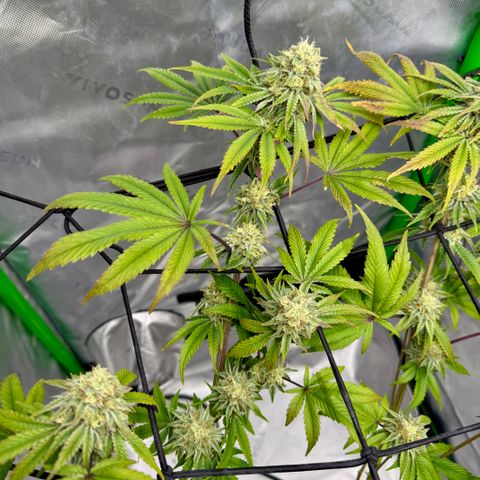 Banana Blast growlog timeline photo