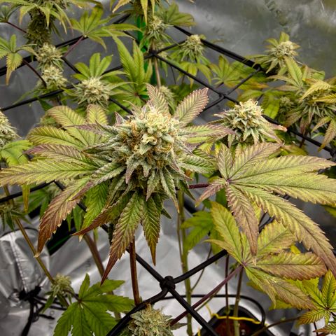 Banana Blast growlog timeline photo