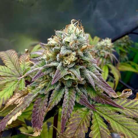 Banana Blast growlog timeline photo