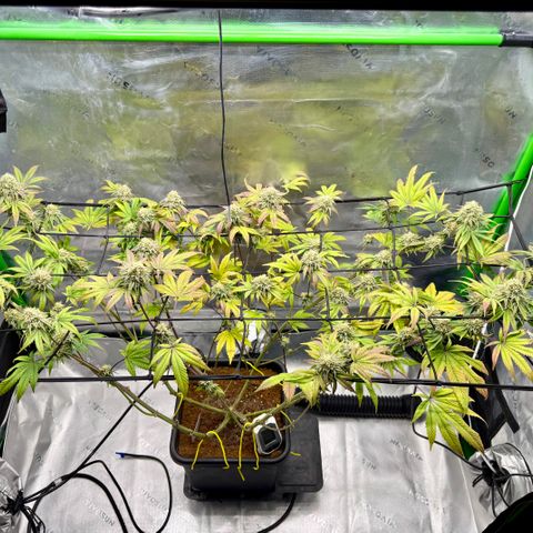 Banana Blast growlog timeline photo