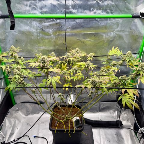 Banana Blast growlog timeline photo