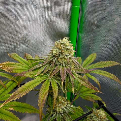 Banana Blast growlog timeline photo