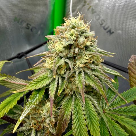 Banana Blast growlog timeline photo