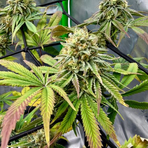 Banana Blast growlog timeline photo