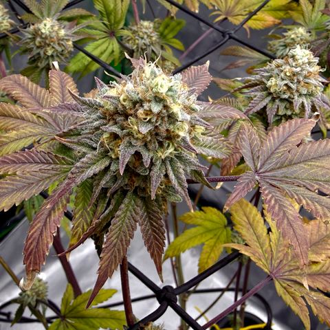 Banana Blast growlog timeline photo