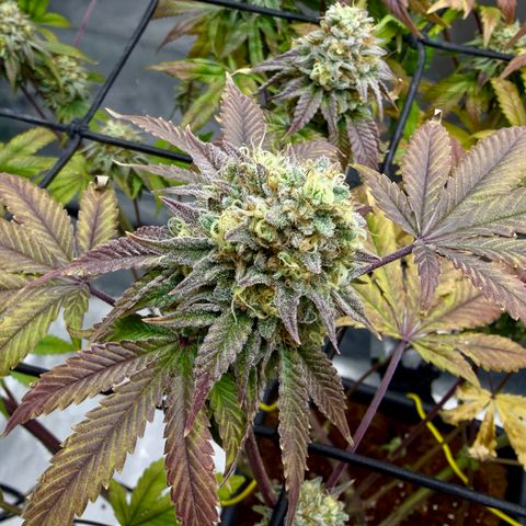 Banana Blast growlog timeline photo