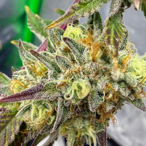 Banana Blast growlog timeline photo