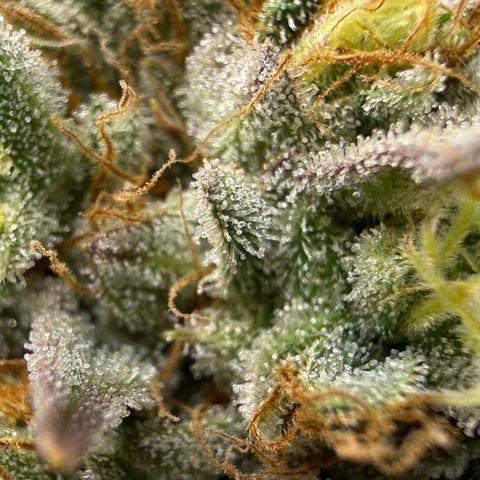 Banana Blast growlog timeline photo