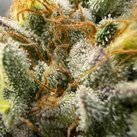 Banana Blast growlog timeline photo