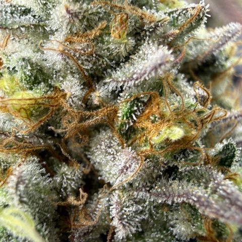 Banana Blast growlog timeline photo