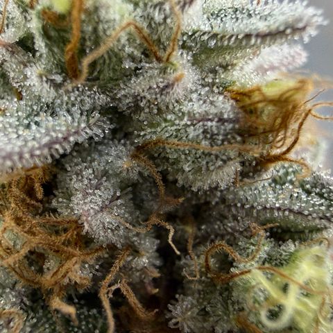 Banana Blast growlog timeline photo