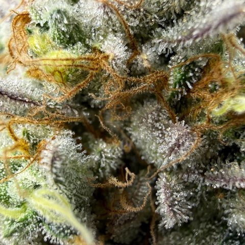 Banana Blast growlog timeline photo