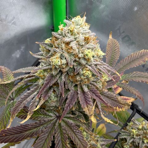 Banana Blast growlog timeline photo