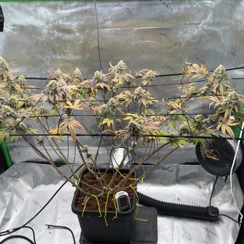 Banana Blast growlog timeline photo