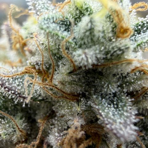 Banana Blast growlog timeline photo