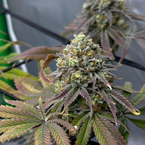 Banana Blast growlog timeline photo