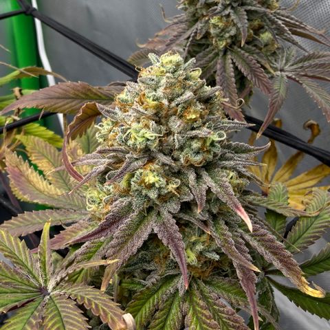 Banana Blast growlog timeline photo