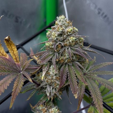 Banana Blast growlog timeline photo