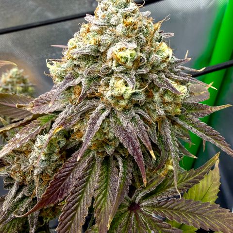 Banana Blast growlog timeline photo