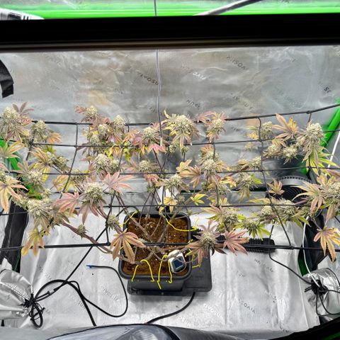 Banana Blast growlog timeline photo