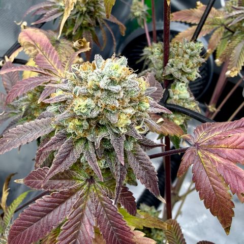 Banana Blast growlog timeline photo