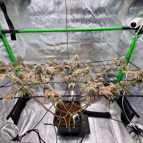 Banana Blast growlog timeline photo