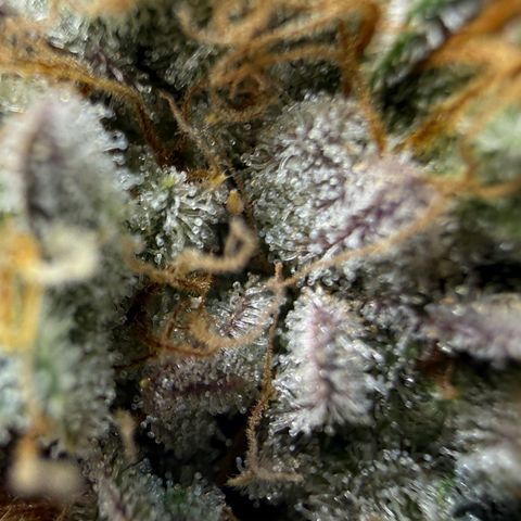 Banana Blast growlog timeline photo