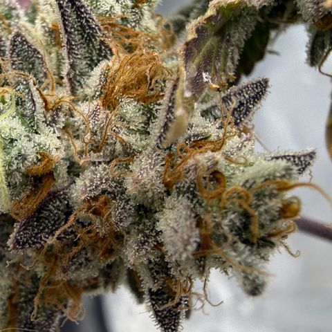 Banana Blast growlog timeline photo