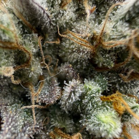 Banana Blast growlog timeline photo