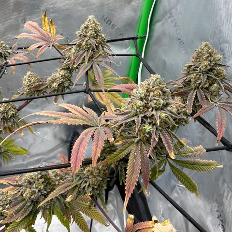 Banana Blast growlog timeline photo