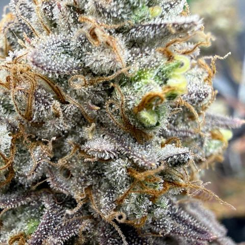 Banana Blast growlog timeline photo