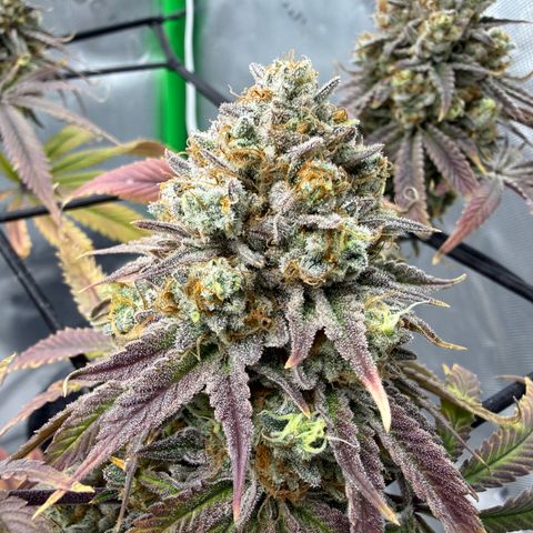 Banana Blast growlog timeline photo