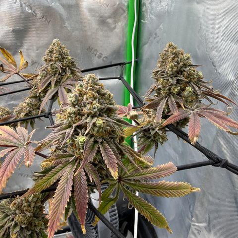 Banana Blast growlog photo: Getting some amber but not quite where we want it yet. Maybe 3-5 days left. 