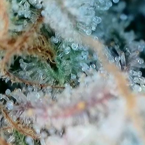 Banana Blast growlog photo: Getting some amber but not quite where we want it yet. Maybe 3-5 days left. 