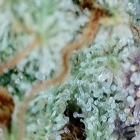 Banana Blast growlog photo: Getting some amber but not quite where we want it yet. Maybe 3-5 days left. 