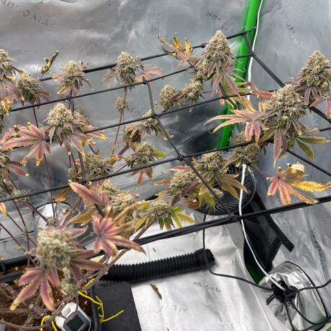 Banana Blast growlog photo: Getting some amber but not quite where we want it yet. Maybe 3-5 days left. 