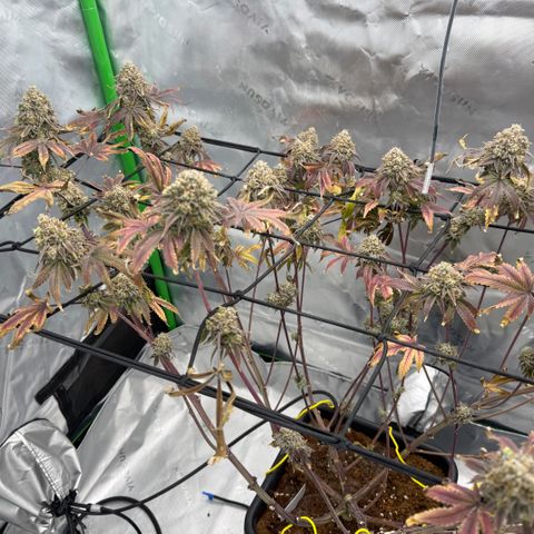 Banana Blast growlog photo: Getting some amber but not quite where we want it yet. Maybe 3-5 days left. 